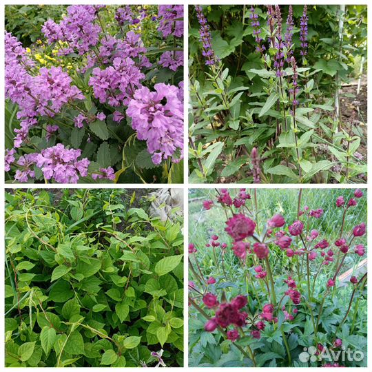 Буквица. Шалфей. Лимонник. Астранция