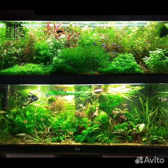 Растения для аквариума живые большой выбор