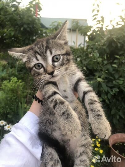 Котенок в дар бесплатно