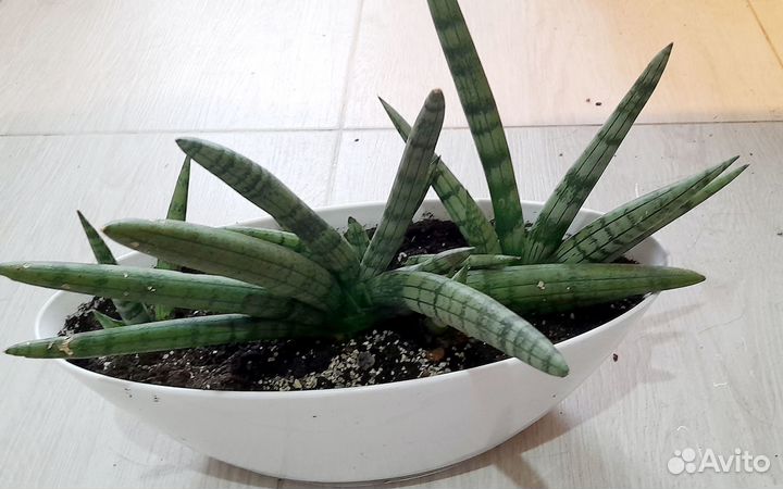 Сансевиерия тиара платинум