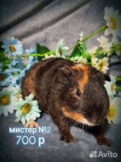Морские свинки
