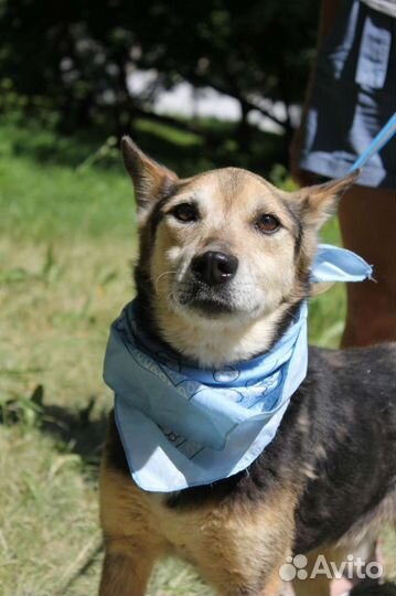 Сэм собака - ласка