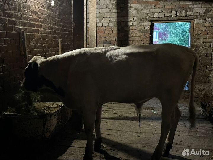 Бычки и телята