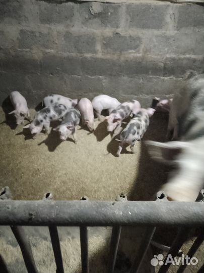 Поросята дюрок