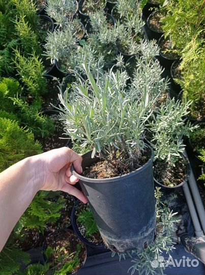 Лаванда широколиственная