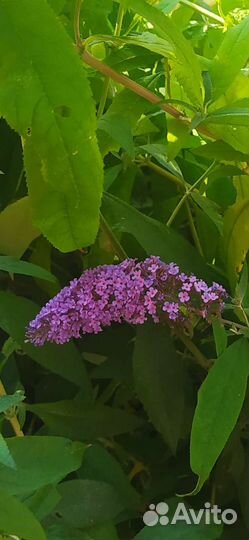 Буддлея Давида