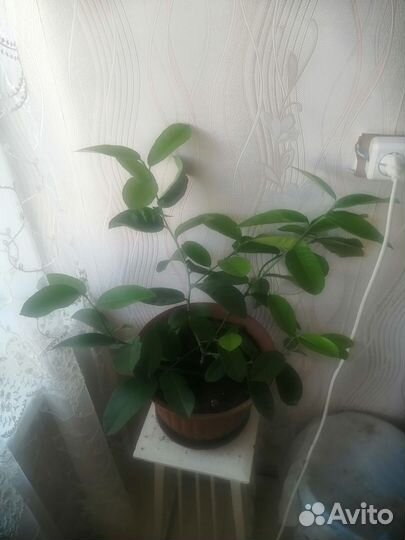 Лимон плодоносящий