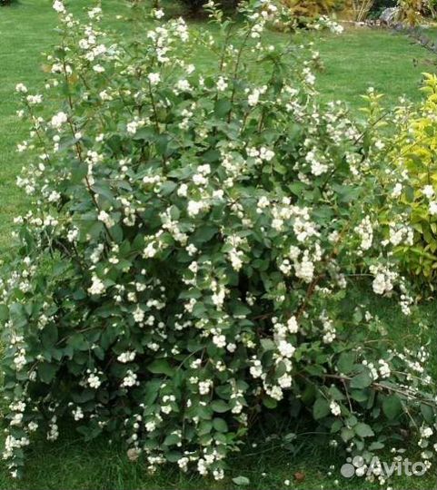 Снежный ягодник