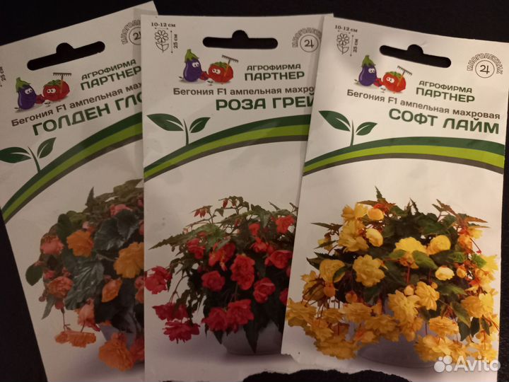 Бегония ампельная