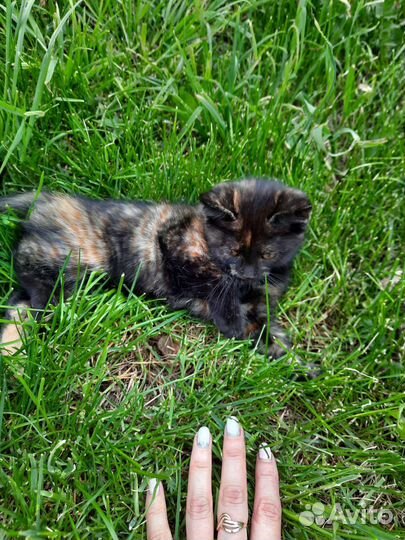 Чёрные котята