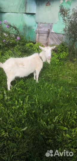 Коза дойная