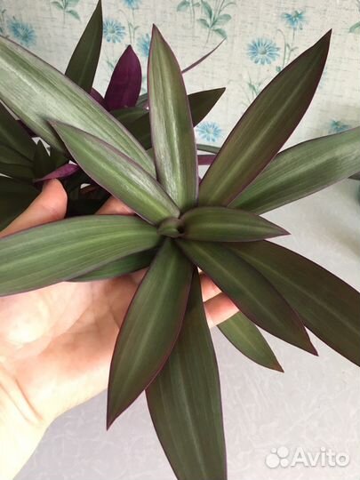 Кордилина или рео