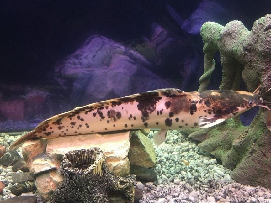 Сом Клариас Пятнистый (Clarias Batrachus)