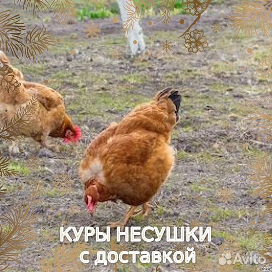Куры с доставкой