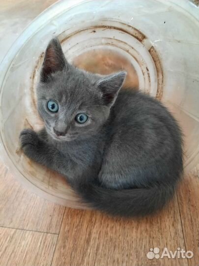 Котята в добрые руки бесплатно