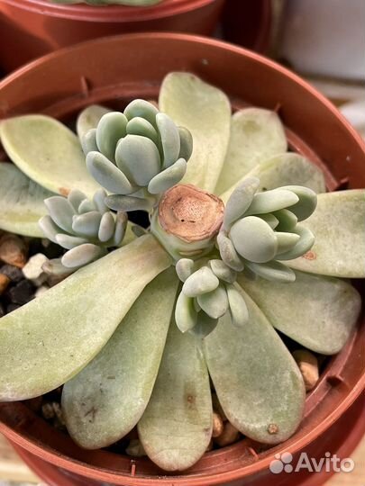 Пахиверия шейдекери