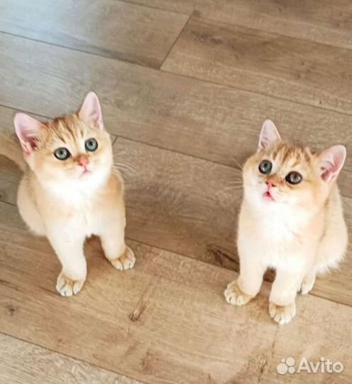 Британские котятки