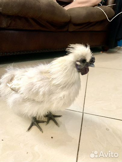 Петух порода Китайский шелковый 6 месяцев