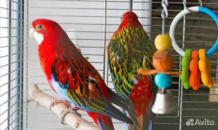 Попугай розелла птенцы