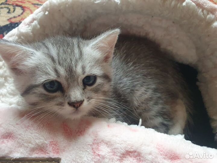 Котик от шотландской кошки, приучен к лотку