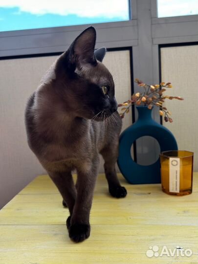 Клубные бурманские котята