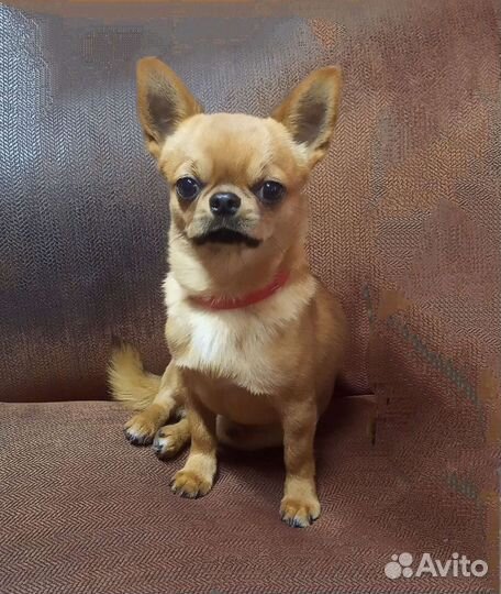Взрослые кобели чихуахуа