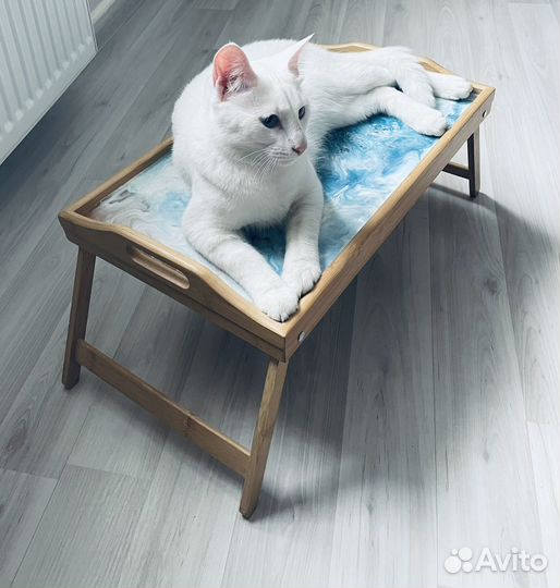 Белый котенок с голубыми глазами