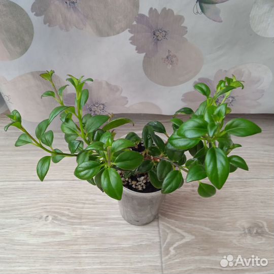 Комнатные цветы