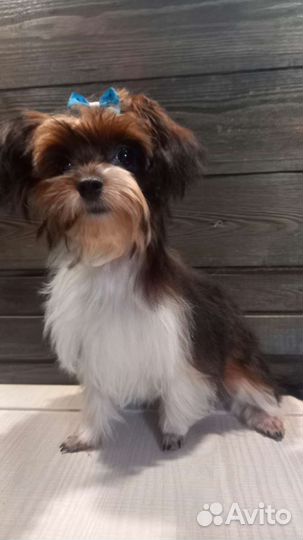 Мини девочка