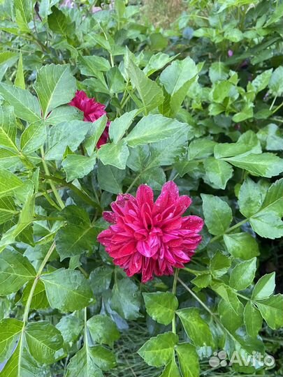 Георгины клубни Уфа