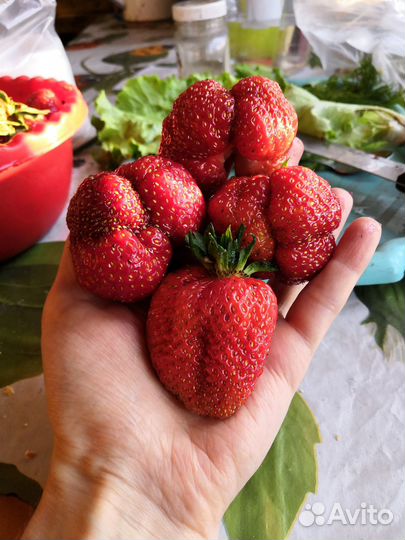 Рассада клубники Лорд и Фестивальная