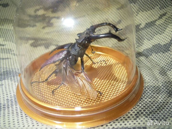 Сувенир - настоящий жук в колбе