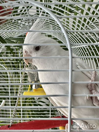 Попугай Гоша (корелла)