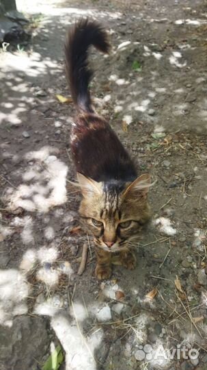 Отдам кота в добрые руки