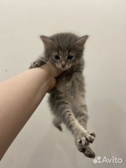 Отдаю котенка мальчик