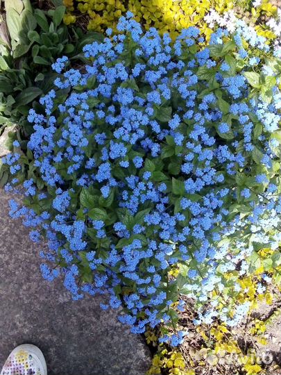 Ирис сортовой/Бруннера