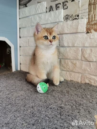 Британская золотая кукла