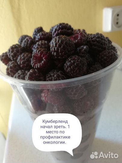 Черная малина Кумберленд