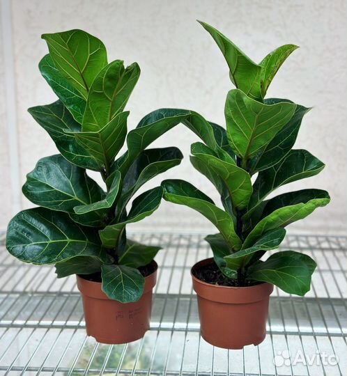 Фикус Лирата