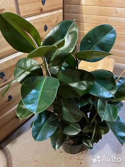 Фикус эластика Робуста D-27 /H-100, 3 ствола