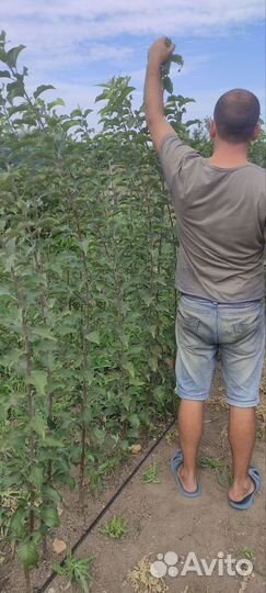 Саженцы плодовых деревьев сливы, груши, яблока