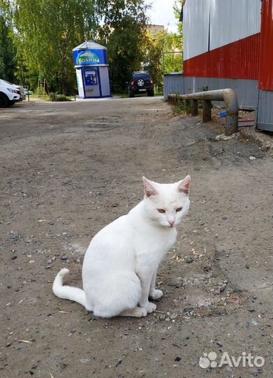 Спасти с улицы