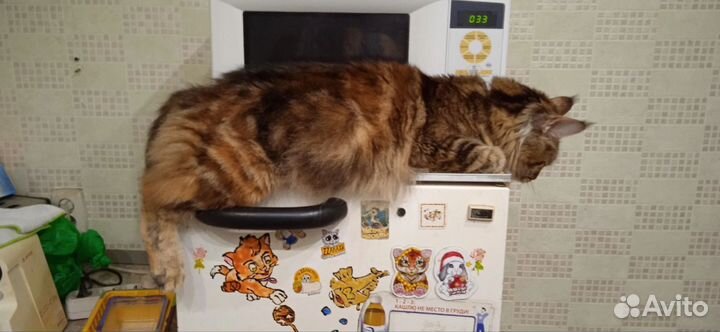 Кошки мейн-кун