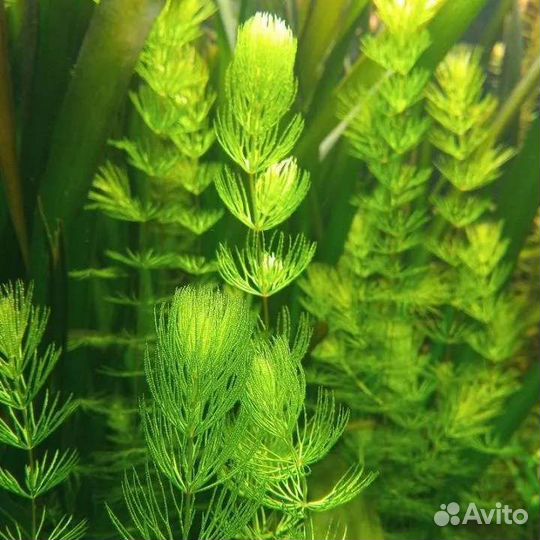 Валиснерия спиральная, криптокорина,роголистник