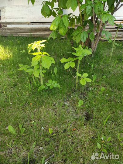 Элеутерококк (Женьшень )