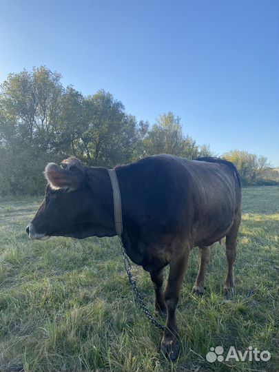 Корова дойная бурая швицкая