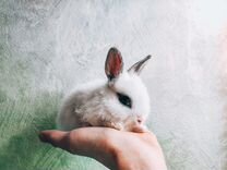 Карликовый кролик - хотот мини