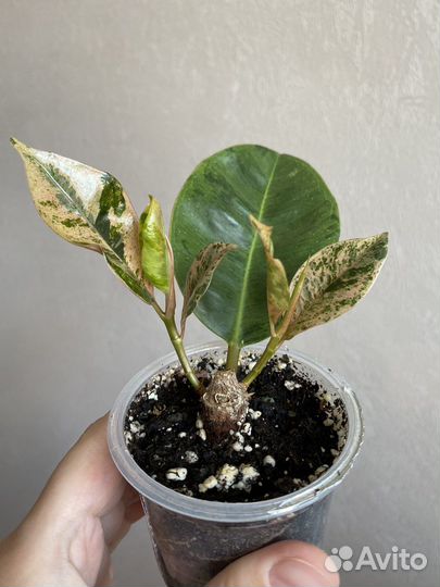 Фикусы шривериана, али, грин голд