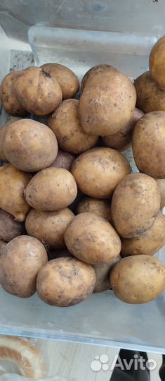 Продам картофель