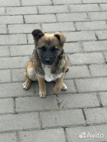 Собака в добрые руки щенки